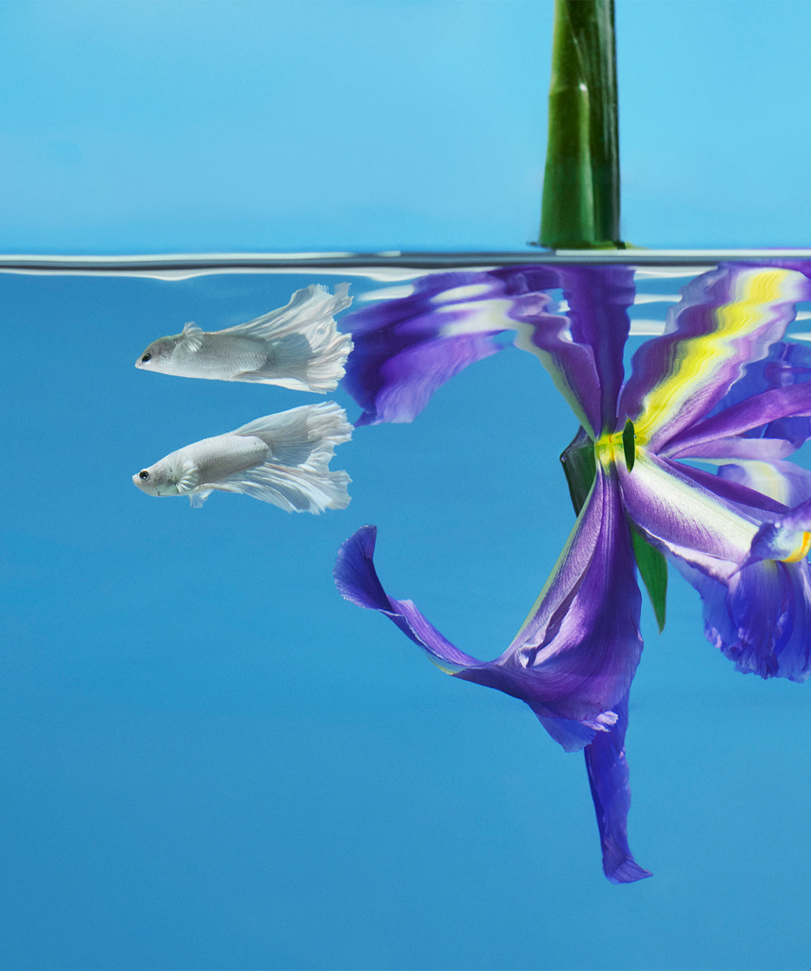 Santal Escape™ - AromaTech Inc.