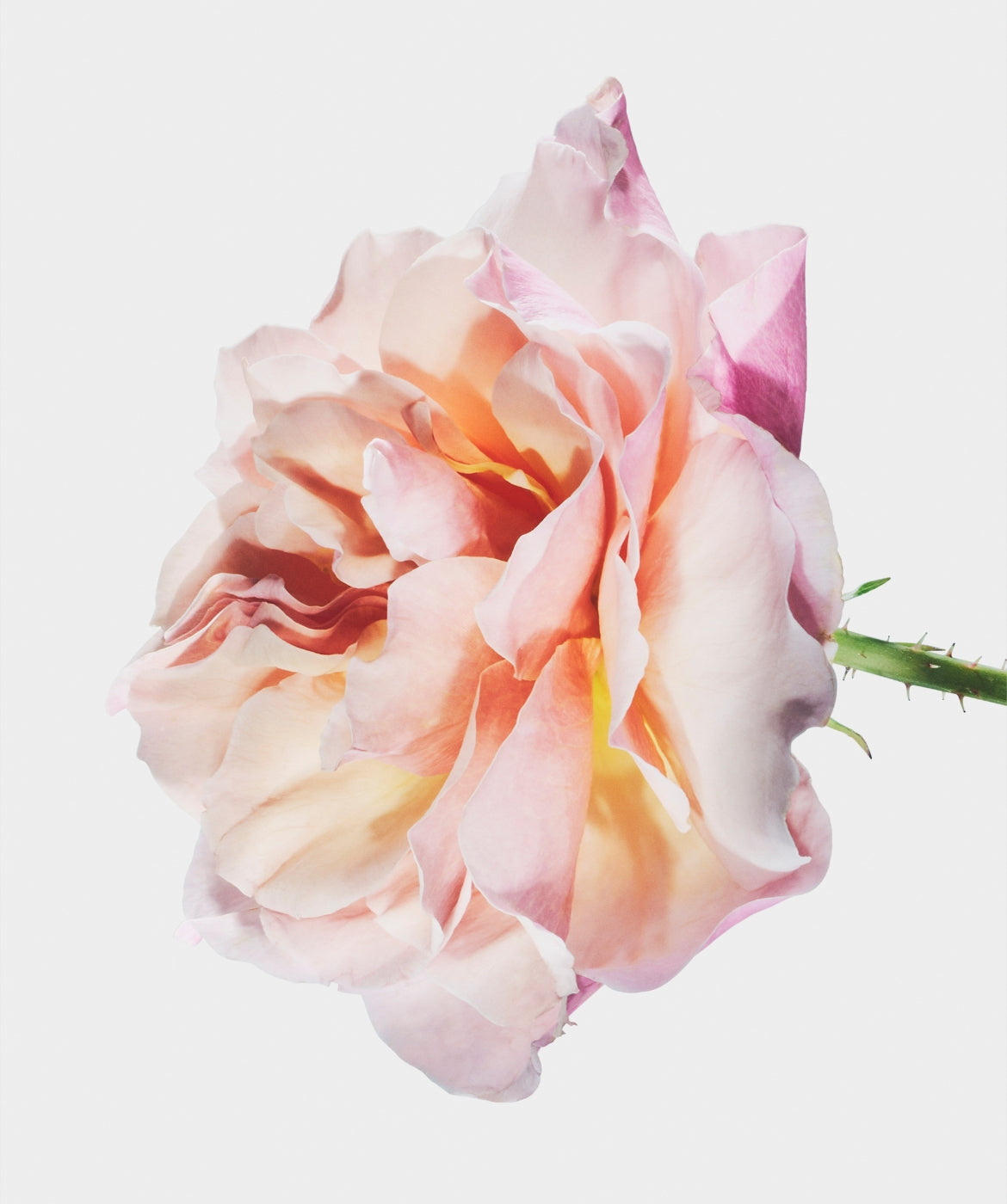 Ever After™ - AromaTech Inc.