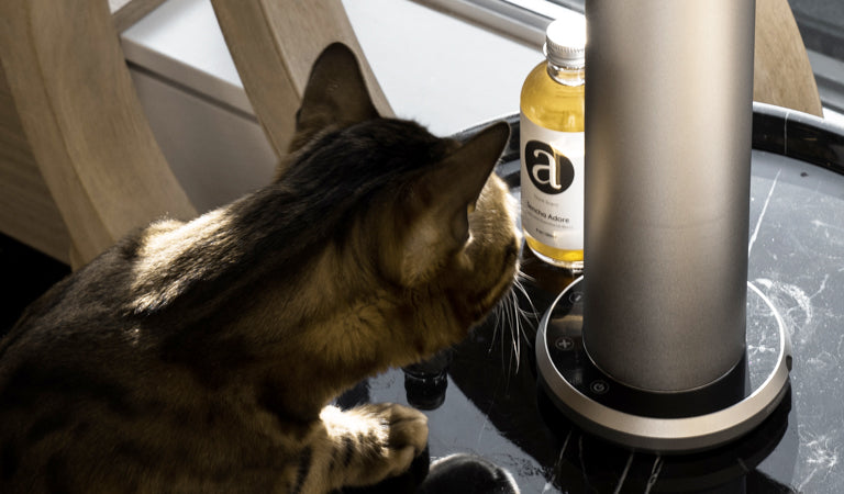 Getting Rid of the Pet Smell in Your Home Is Easy